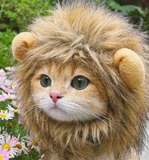 1pcs Interesting pet headwear  - Photography Interest のレビューと価格