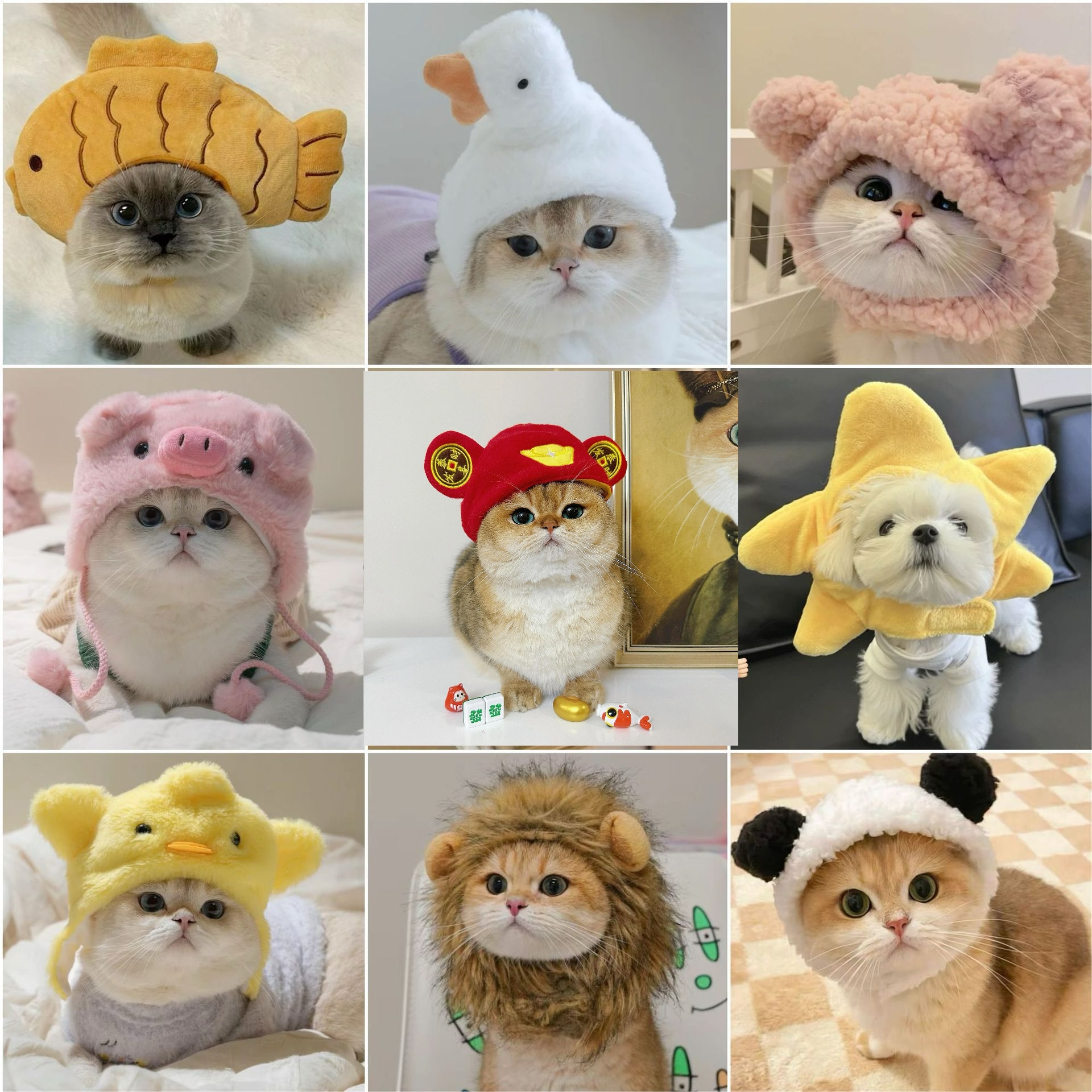 1pcs Interesting pet headwear  - Photography Interest のレビューと価格