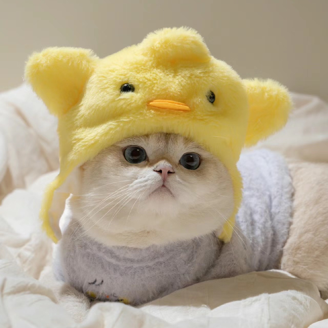 1pcs Interesting pet headwear  - Photography Interest のレビューと価格
